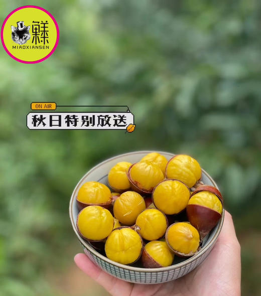 📦高山锥栗3-5斤装带工具（赏味9-11月）产地直发 商品图3