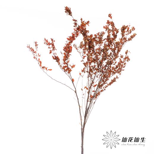 永生花材 | 小手球叶橙红 商品图2
