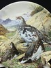 英国皇家格拉夫顿限量骨瓷赏盘，Derek Braithwaite的猎鸟系列 商品缩略图13