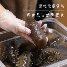 干海参代泡发