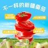 【25年新货】新疆冠农番茄丁400g 零添加 新鲜去皮 西红柿 番茄      京东/顺丰发货   不接受指定 商品缩略图1