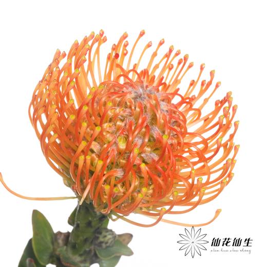 南非花材 | 针垫橙色Ayoba Orange 商品图0