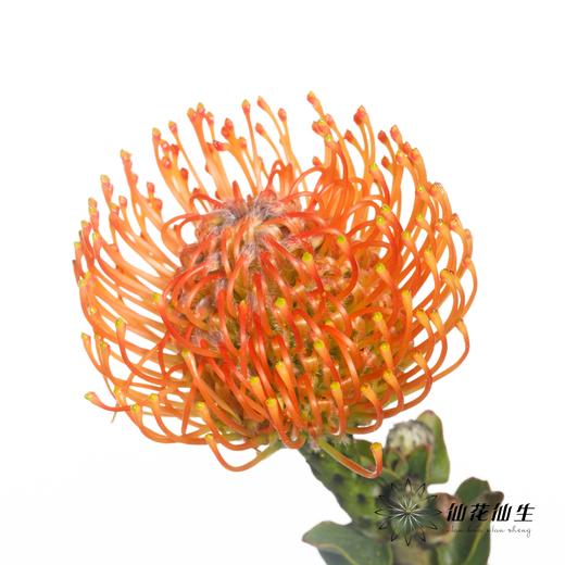 南非花材 | 针垫橙色Ayoba Orange 商品图4