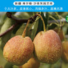 新疆库尔勒香梨 商品缩略图4