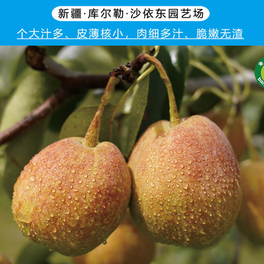 新疆库尔勒香梨 商品图4