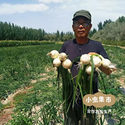 新疆有机三色洋葱 5斤（紫/黄/白三色）| 合作农友生产，产自新疆库尔勒，生产者：王忠军 *【公平贸易农人定价】 商品图13