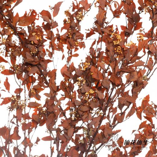 永生花材 | 小手球叶橙红 商品图0