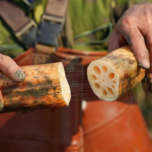 【洪湖莲藕】老品种，粉糯不干,藕香浓郁，久煮不烂，又是一年吃藕季！ 商品图5