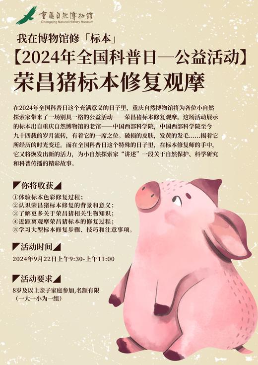 【重庆自然博物馆-公益活动】荣昌猪标本修复观摩 商品图0
