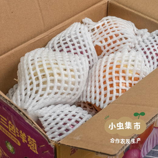 新疆有机三色洋葱 5斤（紫/黄/白三色）| 合作农友生产，产自新疆库尔勒，生产者：王忠军 *【公平贸易农人定价】 商品图5