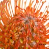 南非花材 | 针垫橙色Ayoba Orange 商品缩略图5