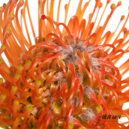 南非花材 | 针垫橙色Ayoba Orange 商品图5