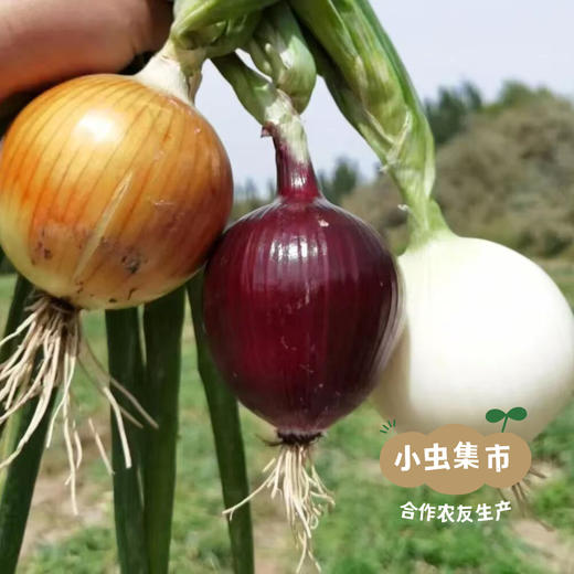 新疆有机三色洋葱 5斤（紫/黄/白三色）| 合作农友生产，产自新疆库尔勒，生产者：王忠军 *【公平贸易农人定价】 商品图12