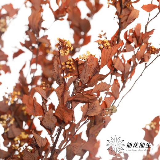 永生花材 | 小手球叶橙红 商品图7