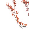 永生花材 | 小手球叶橙红 商品缩略图3