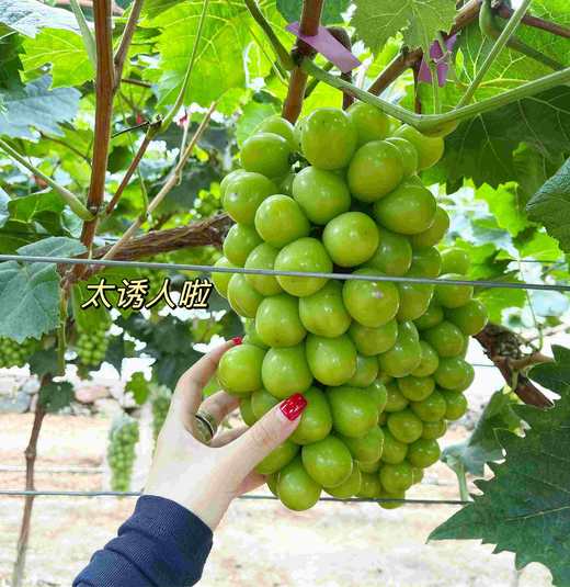 【轻脂系列】果园自采有机肥阳光晴王·奶油蛋糕 商品图3