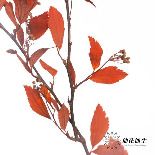 永生花材 | 小手球叶橙红 商品图1