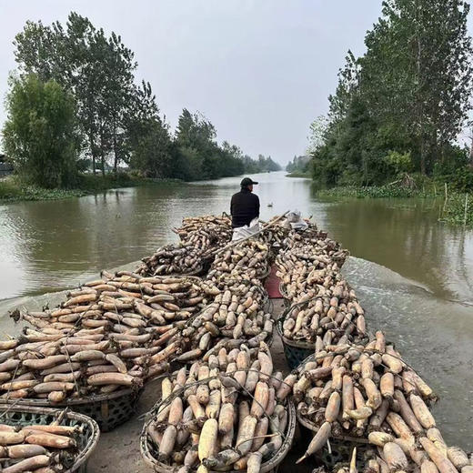 【洪湖莲藕】老品种，粉糯不干,藕香浓郁，久煮不烂，又是一年吃藕季！ 商品图6