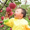 【甘肃 • 天水花牛苹果】顺丰包邮！产自黄土高原，颜值出众，果肉饱满，可脆可粉，甘甜多汁~ 商品缩略图4