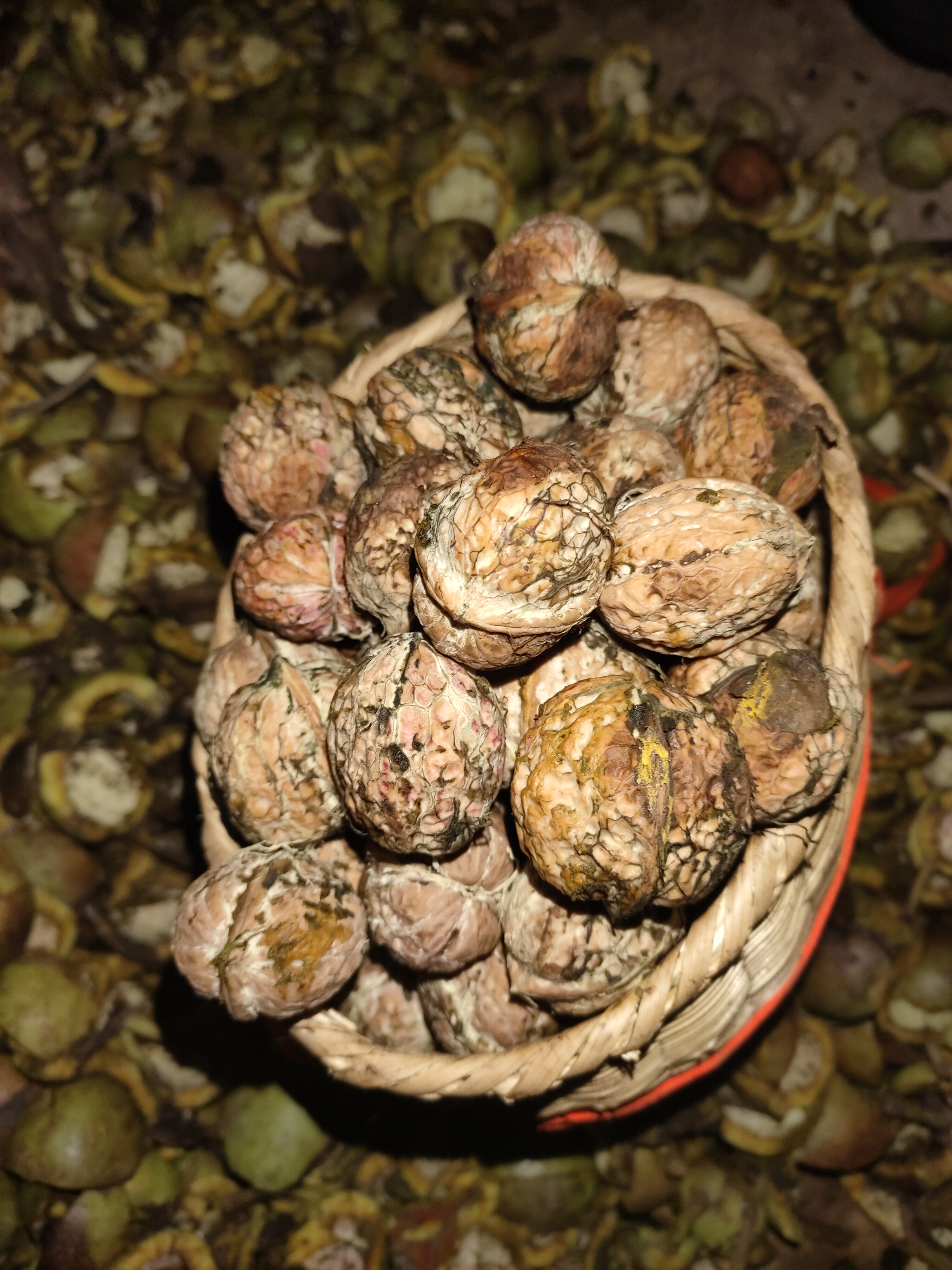 【买就送】云南野生古树核桃 (采用机器剥青皮 柴火烘干）！！