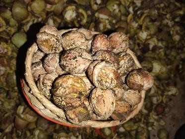 【买就送】云南野生古树核桃 (采用机器剥青皮 柴火烘干）！！