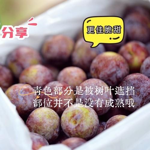 【中秋好礼】石家庄优选仓库速达，半坡阳光☀️黑珍珠脆李，又脆又甜，果肉会自动脱核，清香可口，味道浓郁，净重3斤礼盒装 商品图6
