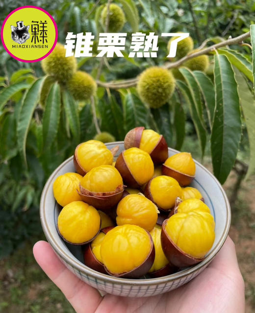📦高山锥栗3-5斤装带工具（赏味9-11月）产地直发 商品图0