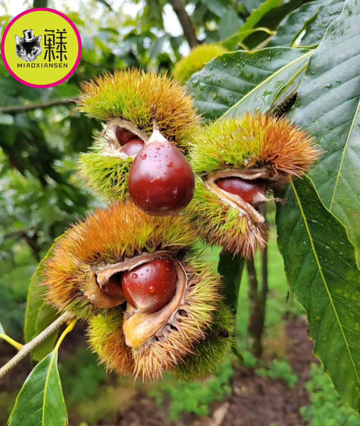 📦高山锥栗3-5斤装带工具（赏味9-11月）产地直发 商品图1