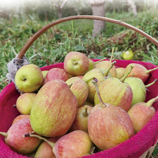 新疆库尔勒香梨 商品图2