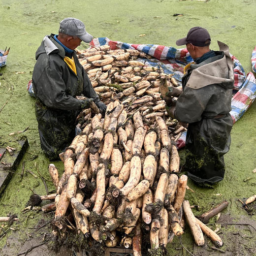 【洪湖莲藕】老品种，粉糯不干,藕香浓郁，久煮不烂，又是一年吃藕季！ 商品图7