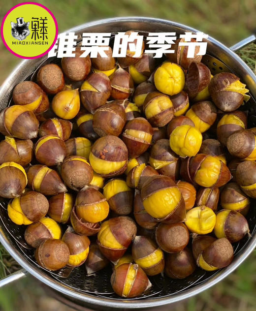 📦高山锥栗3-5斤装带工具（赏味9-11月）产地直发 商品图2