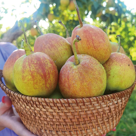 新疆库尔勒香梨 商品图0