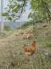 北京油鸡 童子鸡|生态散养|食蚂蚱 商品缩略图2