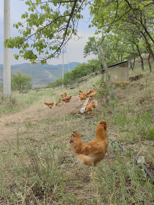 北京油鸡 童子鸡|生态散养|食蚂蚱 商品图2