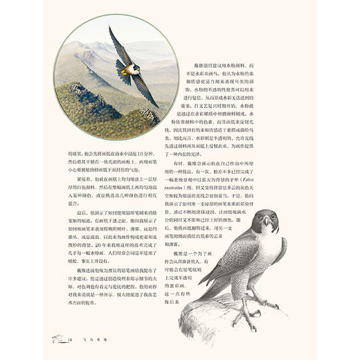 《飞鸟奇缘》-分销 商品图4