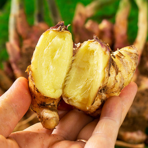 【新姜上市、限时9折】新鲜云南有机小黄姜生姜 3斤/5斤 商品图4