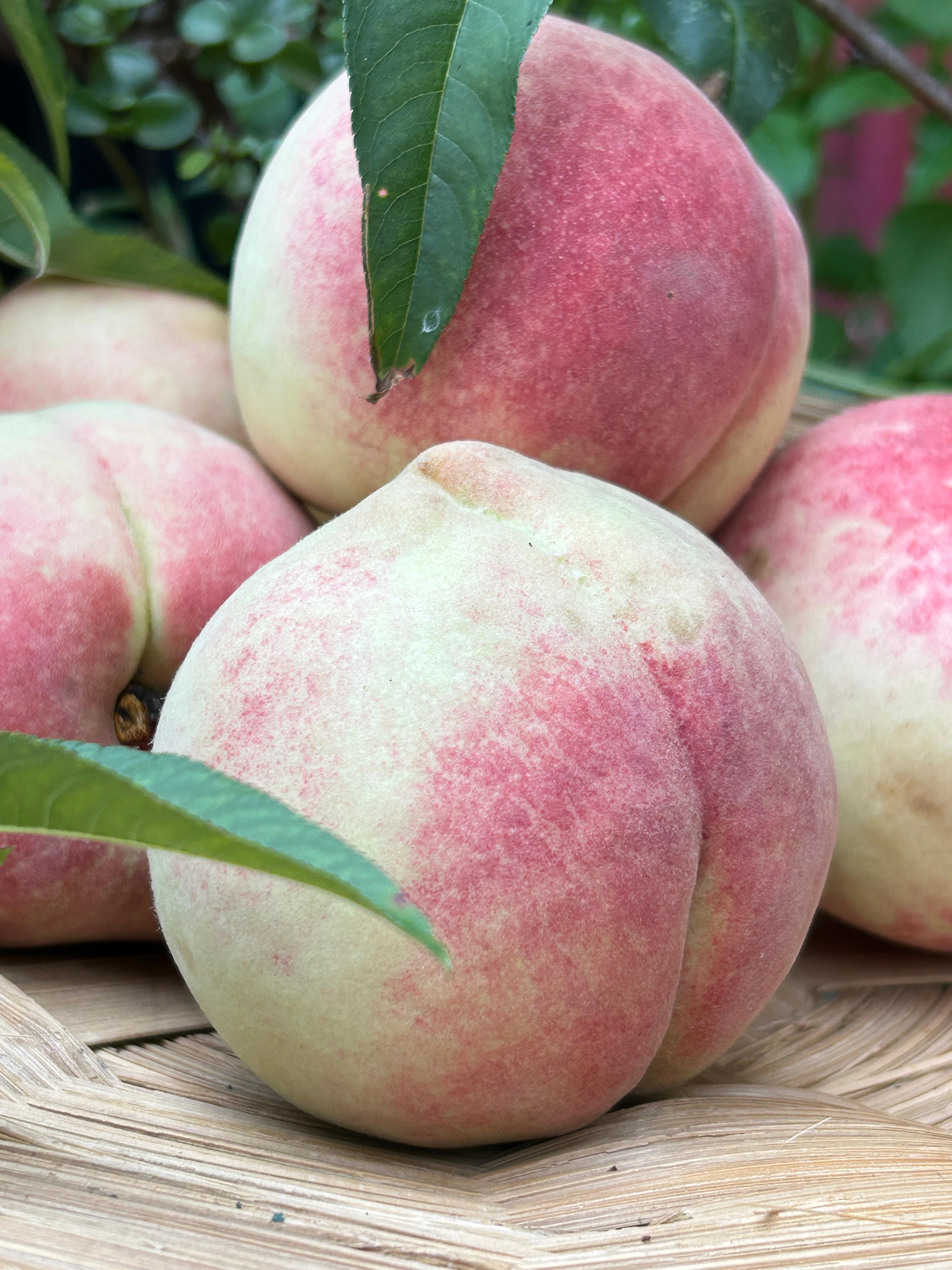 土哆哆云南大理雪桃新鲜脆甜现摘现发