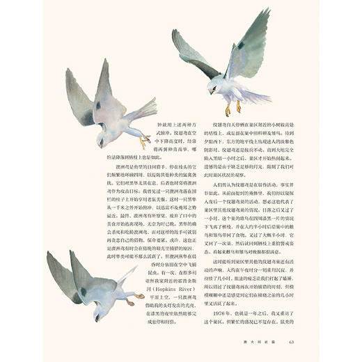 《飞鸟奇缘》-分销 商品图7