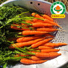 【顺丰发货】云南有机红胡萝卜 口感脆爽清甜新鲜蔬菜整箱发货3斤 商品缩略图0