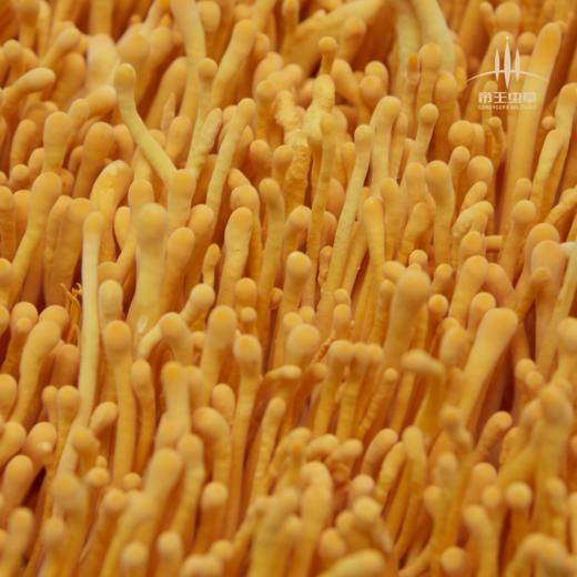 【帝王虫草】神奇蝌蚪，精选金黄饱满虫草，顺丰冷链直送，营养美味更安心 商品图3