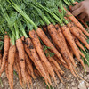 【顺丰发货】云南有机红胡萝卜 口感脆爽清甜新鲜蔬菜整箱发货3斤 商品缩略图3