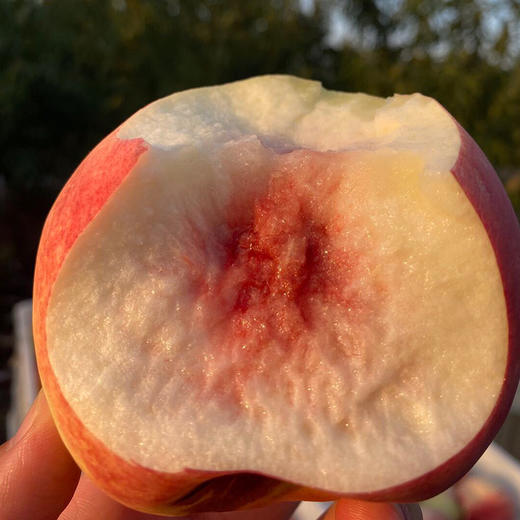 【顺丰发货】土哆哆云南大理雪桃新鲜脆甜现摘现发 商品图3