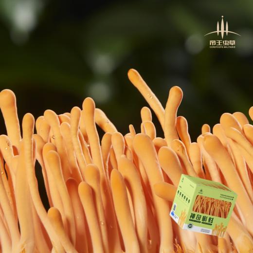 【帝王虫草】神奇蝌蚪，精选金黄饱满虫草，顺丰冷链直送，营养美味更安心 商品图1