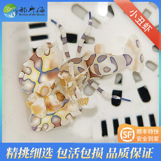小丑虾Hymenocera picta 商品图0