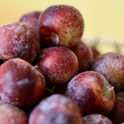 【中秋好礼】石家庄优选仓库速达，半坡阳光☀️黑珍珠脆李，又脆又甜，果肉会自动脱核，清香可口，味道浓郁，净重3斤礼盒装 商品图3