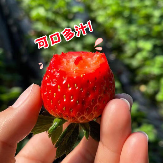 【颗颗甄选 丹东直发】丹东99草莓生鲜水果 新鲜红颜现摘 应季九九草莓产地-QQ 商品图2