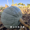 【首年有机认证特惠】有机银栗南瓜  1 箱2-3 枚瓜，净重5斤左右 商品缩略图0