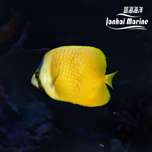 马代菠萝蝶 商品图0