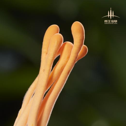 【帝王虫草】神奇蝌蚪，精选金黄饱满虫草，顺丰冷链直送，营养美味更安心 商品图6