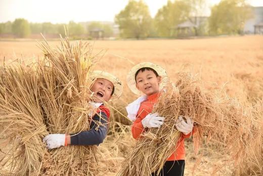 【超火亲子】京西稻丰收季，割御稻+抓螃蟹+DIY草帽+扎稻草人+田间品粥+参观现代工艺上产线 商品图1